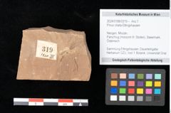 Foto (Objekt + Etikett) von Pinus ciliata Ettingshausen (NHMW-GEO-2024-0188-0319)